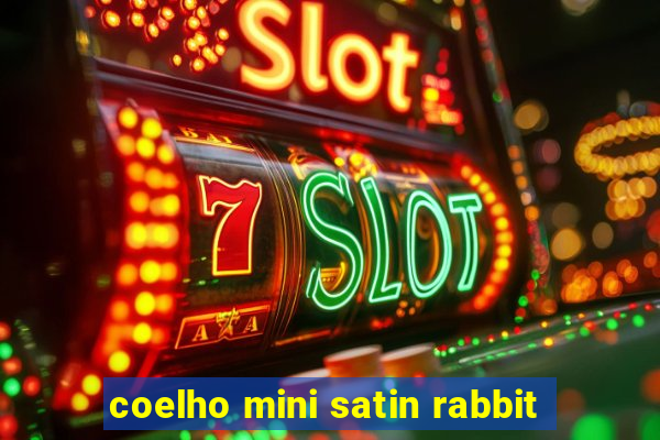 coelho mini satin rabbit